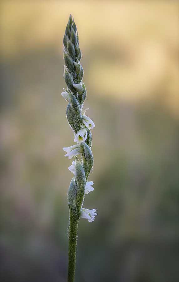 Spiranthes spiralis